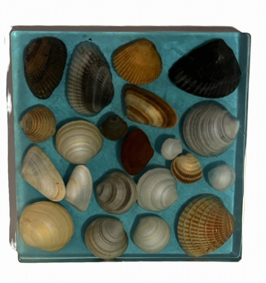 A collection of various shell specimens arranged inside a square aqua colored resin.